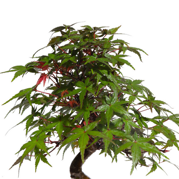 もみじ -Japanese maple- (推定樹齢10年)-M0019- 詳細画像